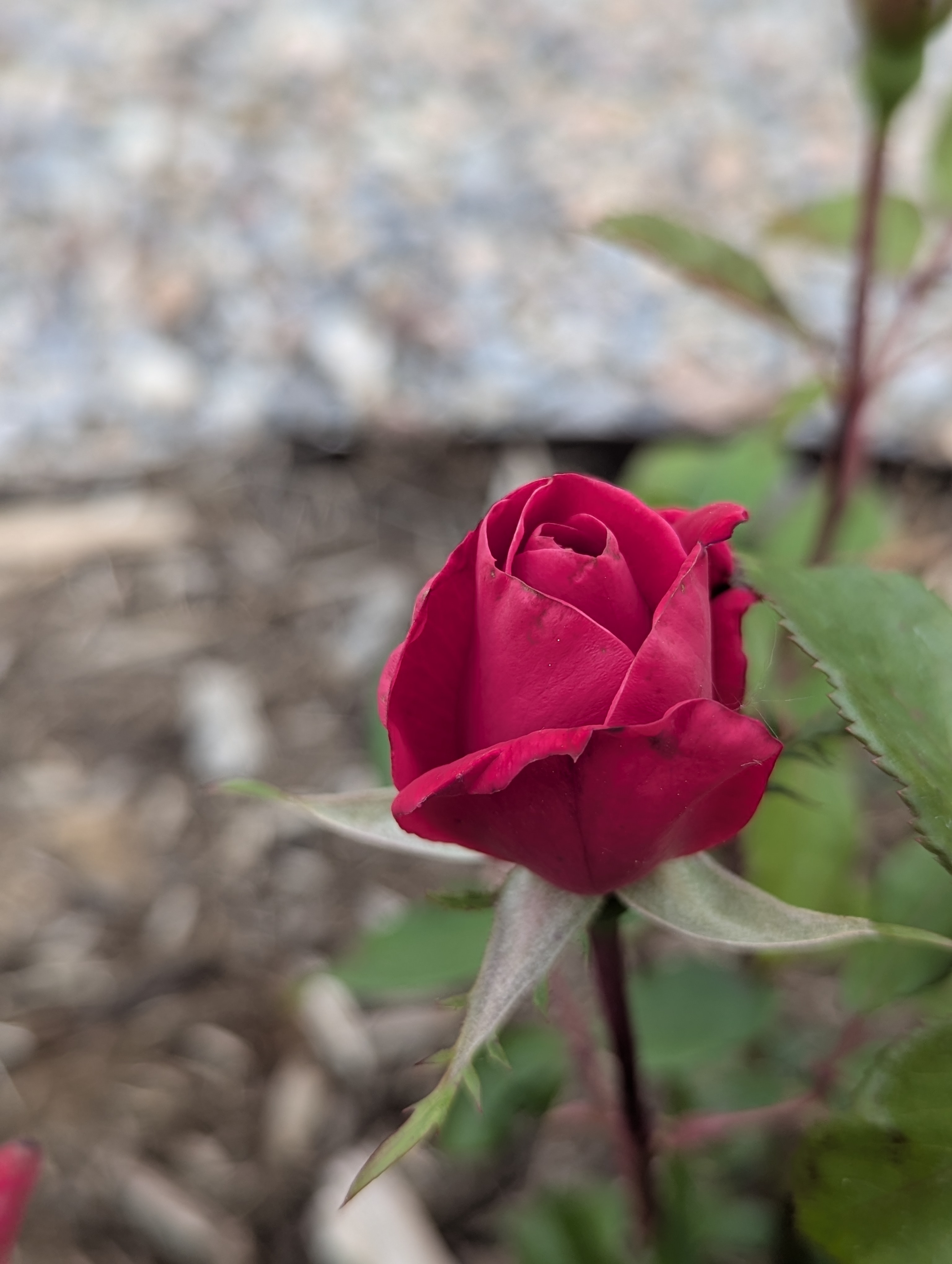 Garden, Flowers, Morrison, Colorado